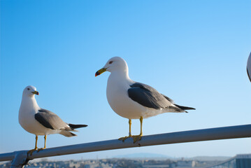 ウミネコと蕪嶋神社の風景｜飛び交う鳥と青空の中で