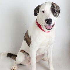 Spotted American Bulldog Mix: A large white and brindle American Bulldog mix with a pink tongue and...