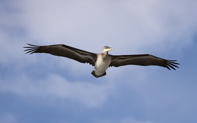 A brown pelican soars over the ocean coastline of La Jolla California near San Diego.  