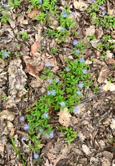 On the dried leaves of the tree, small spring flowers have grown