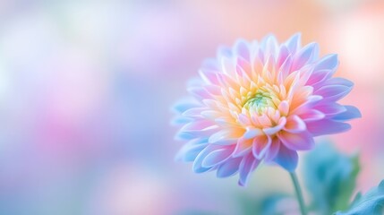 Obraz premium Vibrant pastel flower in soft focus