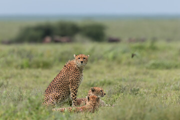 Three Cheetah brothers in the Savanna in Serengeti National park, Tanzania.