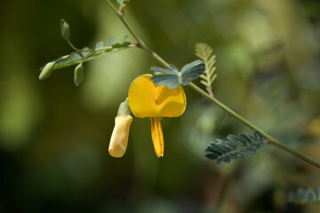Close-up shot of yellow Sesbania flowers background