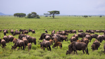 Several Wildebeest migrating through Serengeti national park in Tanzania.