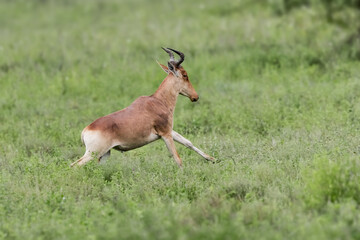 A Hartebeestin Serengeti National park, Tanzania running in the woods.