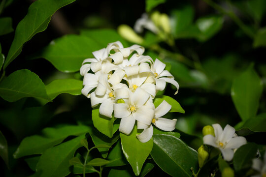 Orange Jasmine flower at night time, dark background