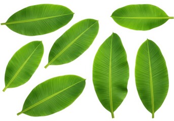 Fototapeta premium Isolated arrangement of seven green banana leaves on a white background in a studio setting