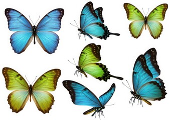 A collection of colorful butterflies with wings spread on a white background in a studio shot