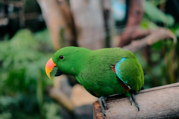 Green parrot with an orange beak perches on a branch. Perfect for naturethemed designs, tropical advertisements, or wildlife publications.