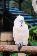 Pink and white cockatoo, a tropical bird with vibrant feathers, suitable for nature posters, birdthemed designs, tropical illustrations, and wildlife projects.