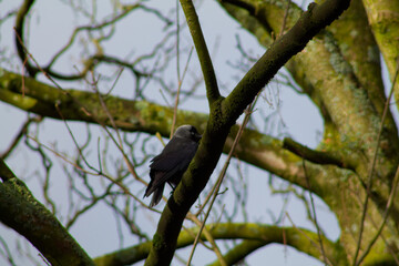 Dark Bird Perched on Tree Branch