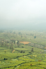 Fototapeta premium Misty tea plantation in Indonesia. Suitable for travel blogs, nature magazines, and marketing materials promoting Indonesian tourism.