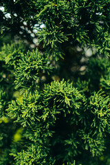 Closeup of green pine needles for nature, environmental, and seasonal design projects depicting texture, color, and natural patterns in close detail.