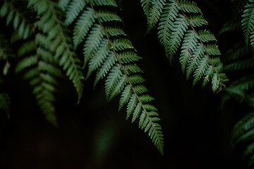 Two fern fronds against a dark background, ideal for nature themed design projects, organic products, botany educational materials, and environmental campaigns.