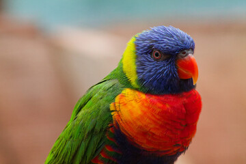 Colorful Parrot Close-Up