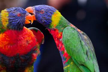 Colorful Lorikeets in Close Interaction