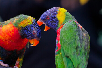 Colorful Lorikeets in Close Interaction