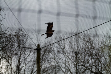 Bird in Flight Against Cloudy Sky