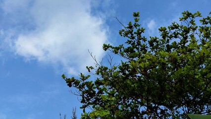 Fototapeta premium Photo of treetops with a background of clouds and blue sky, with an empty space to place your design.