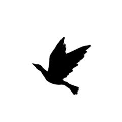 bird, nature, wildlife, background, natural, animal, pattern, design, isolated, white, collection, flight, drawing, sky, group, silhouette, wing, beautiful, illustration, vector, black, fly, freedom, 
