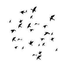 bird, nature, wildlife, background, natural, animal, pattern, design, isolated, white, collection, flight, drawing, sky, group, silhouette, wing, beautiful, illustration, vector, black, fly, freedom, 