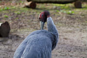 Gray Crane with Red Crown in Natural Setting