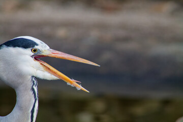 Heron Catching a Fish