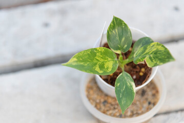 Closeup to fresh hybrid Philodendron florida beauty x mayoi x Squamiferum  
