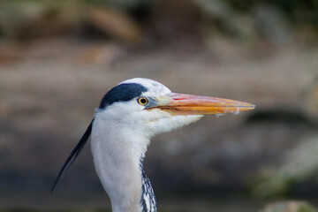 Close-up of a Heron in Nature