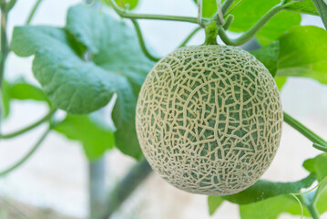 Obraz premium Closeup to fresh fresh green melon in greenhouse