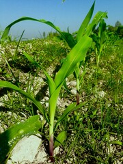 Obraz premium Young Corn Plants with Vibrant Green Leaves and Reddish Stems Sprouting in a Field Under a Clear Blue Sky.