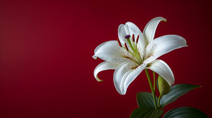 Single white lily against a deep red background.