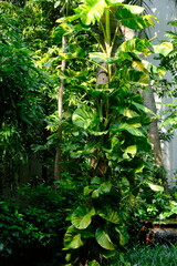 Obraz premium Golden pothos is a semi-epiphytic climbing plant that people usually plant as a decoration in their yards or rooms. Epipremnum aureum