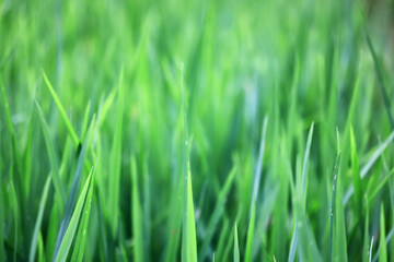 Texture of green fresh grass, rice field close-up
