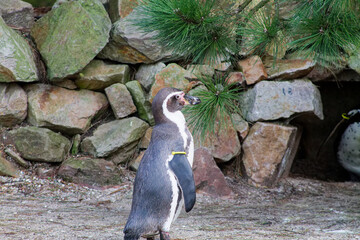 Penguin in Natural Habitat