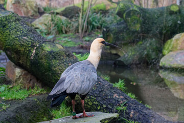 Bird by the Pond in Natural Habitat