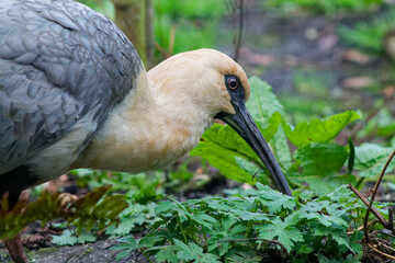 Close-up of a Foraging Bird in Greenery