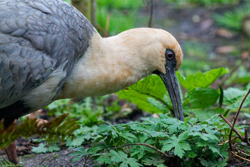 Bird Foraging Among Green Foliage