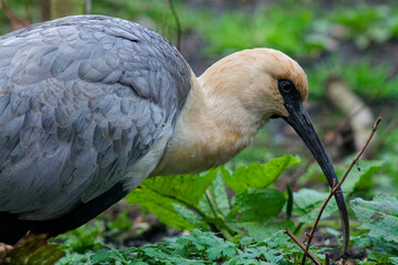 Close-up of a Foraging Bird in Nature