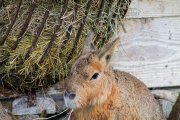Furry Animal Near Hay Pile