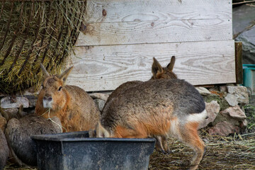 Capybaras Feeding in Their Natural Habitat