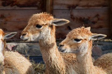 Two Young Guanacos in Natural Setting
