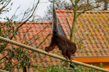 Squirrel Balancing on a Rope