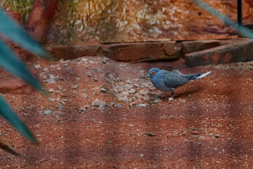 Gray Spotted Bird Foraging in Nature