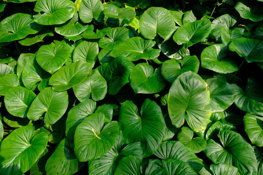 Homalomena rubescens is a herbaceous plant that can reach 80 cm in height. Green leaves of tropical plants.