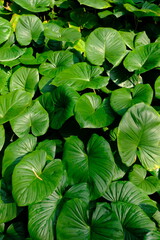 Homalomena rubescens is a herbaceous plant that can reach 80 cm in height. Green leaves of tropical...