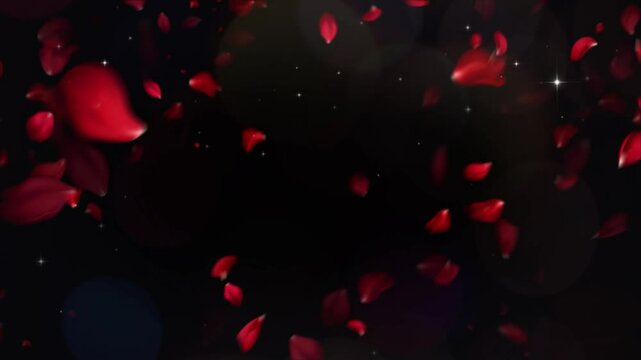 rain of rose petal black background 4k