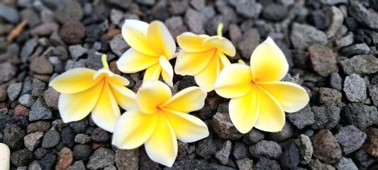 Yellow frangipani flower on gravel. 
This plant is widely planted in Indonesia as a garden decoration