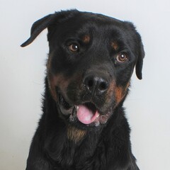 Obraz premium Curious Head Tilt: A Rottweiler with classic black and tan markings tilts his head with tongue out and gentle eyes, posing against a seamless white backdrop.