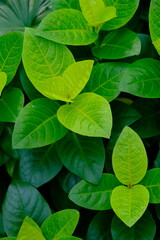 premium green leaves background. leaves in rain forest.